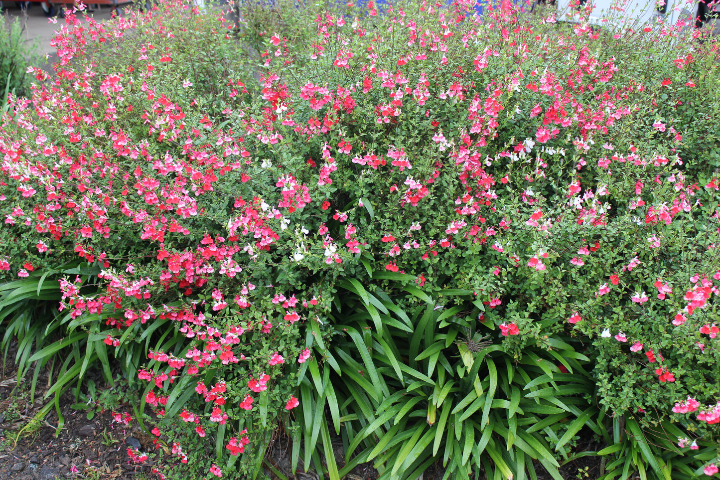 Salvia microphylla 'Hot Lips'