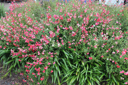 Salvia microphylla 'Hot Lips'