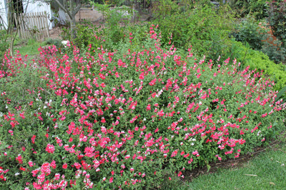 Salvia microphylla 'Hot Lips'