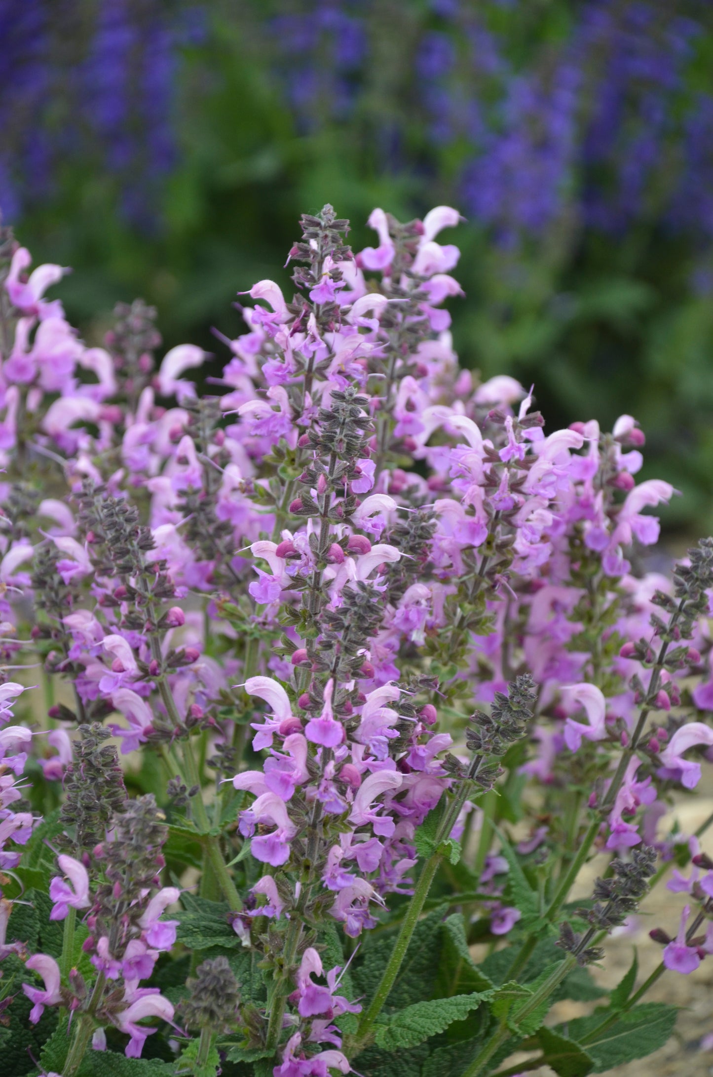 Salvia nemorosa x pratensis Fashionista 'Lilac Lipstick' - NEW COMING SOON
