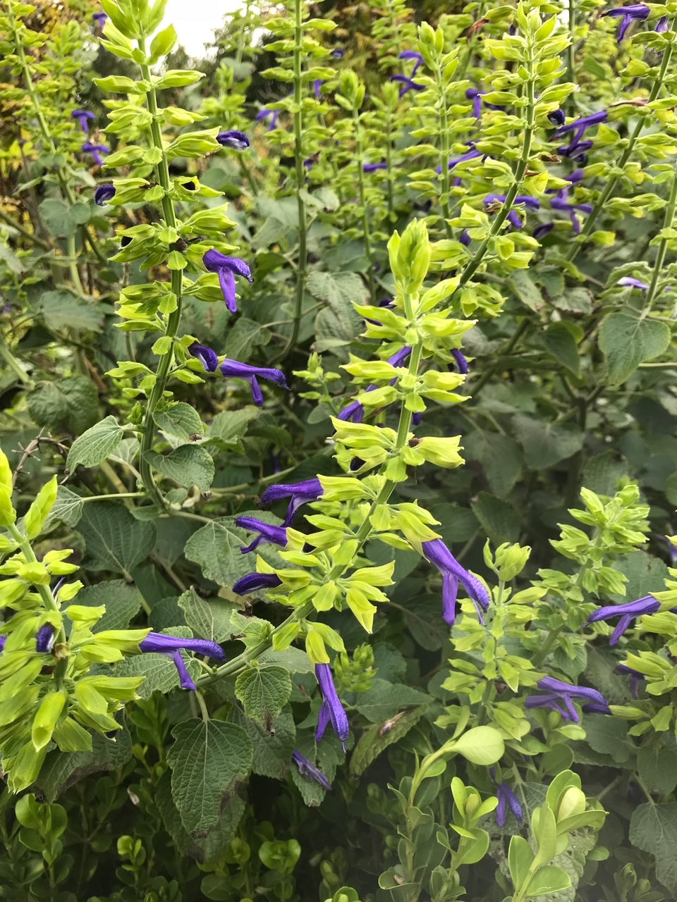 Salvia mexicana 'Limelight'