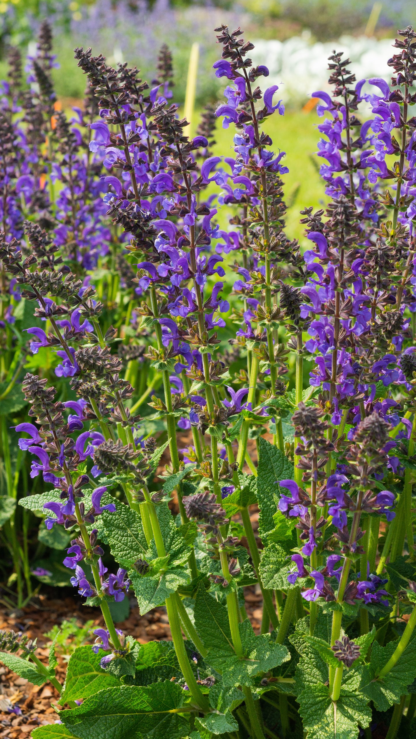 Salvia nemorosa x pratensis Fashionista 'Midnight Model' - NEW COMING SOON