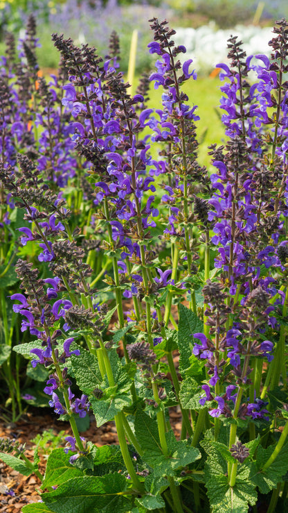 Salvia nemorosa x pratensis Fashionista 'Midnight Model' - NEW COMING SOON
