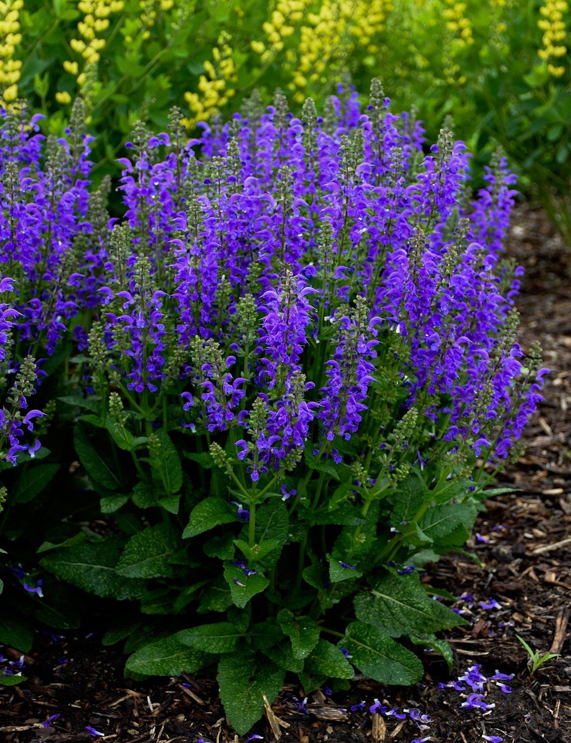 Salvia nemorosa x pratensis Fashionista 'Midnight Model' - NEW COMING SOON