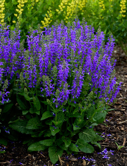 Salvia nemorosa x pratensis Fashionista 'Midnight Model' - NEW COMING SOON