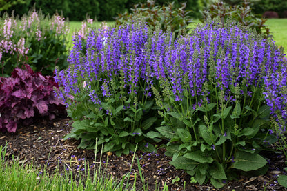 Salvia nemorosa x pratensis Fashionista 'Midnight Model' - NEW COMING SOON