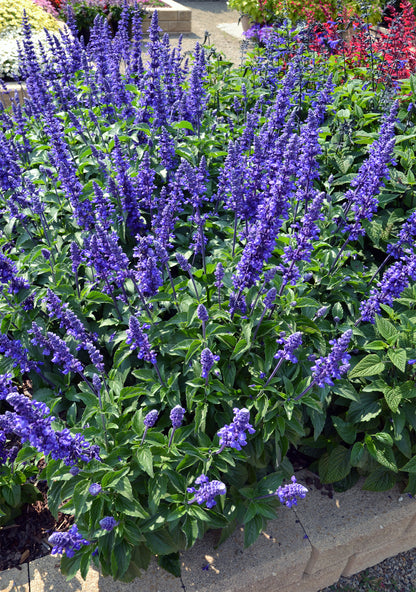 Salvia longispicata x farinacea 'Mystic Spires'