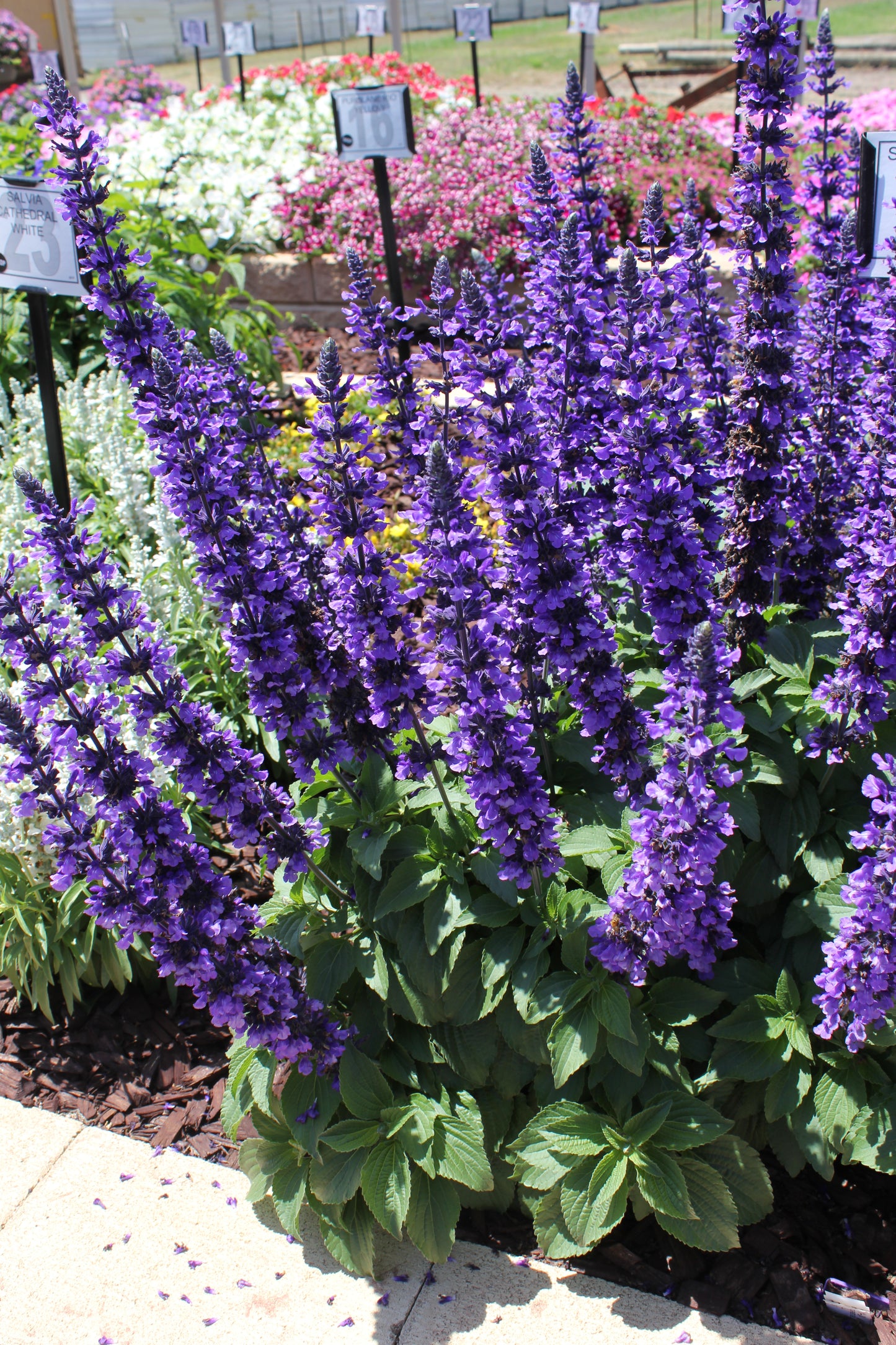 Salvia longispicata x farinacea 'Mystic Spires'