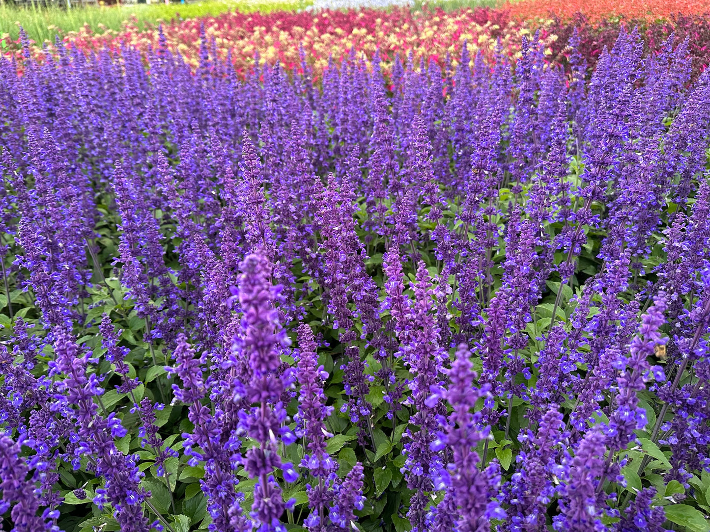 Salvia longispicata x farinacea 'Mystic Spires'