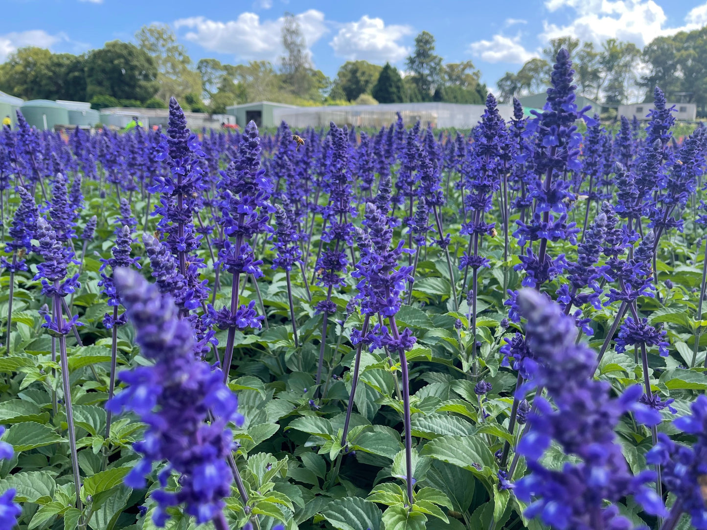 Salvia longispicata x farinacea 'Mystic Spires'