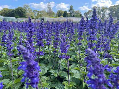 Salvia longispicata x farinacea 'Mystic Spires'