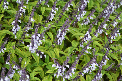 Salvia x hybrid 'Phyllis Fancy'