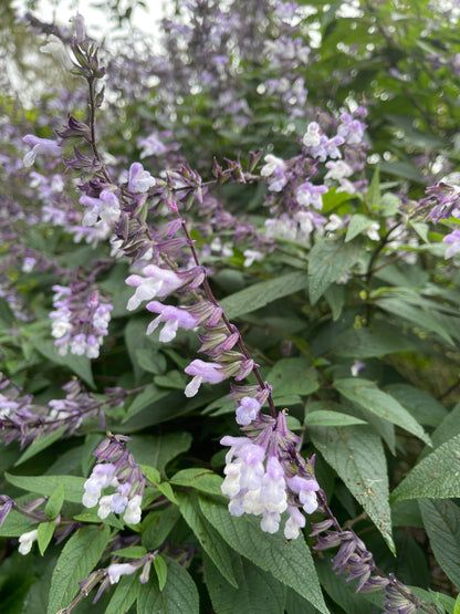 Salvia x hybrid 'Phyllis Fancy'