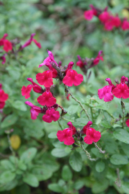 Salvia gregii 'Pink Raspberry Royal'