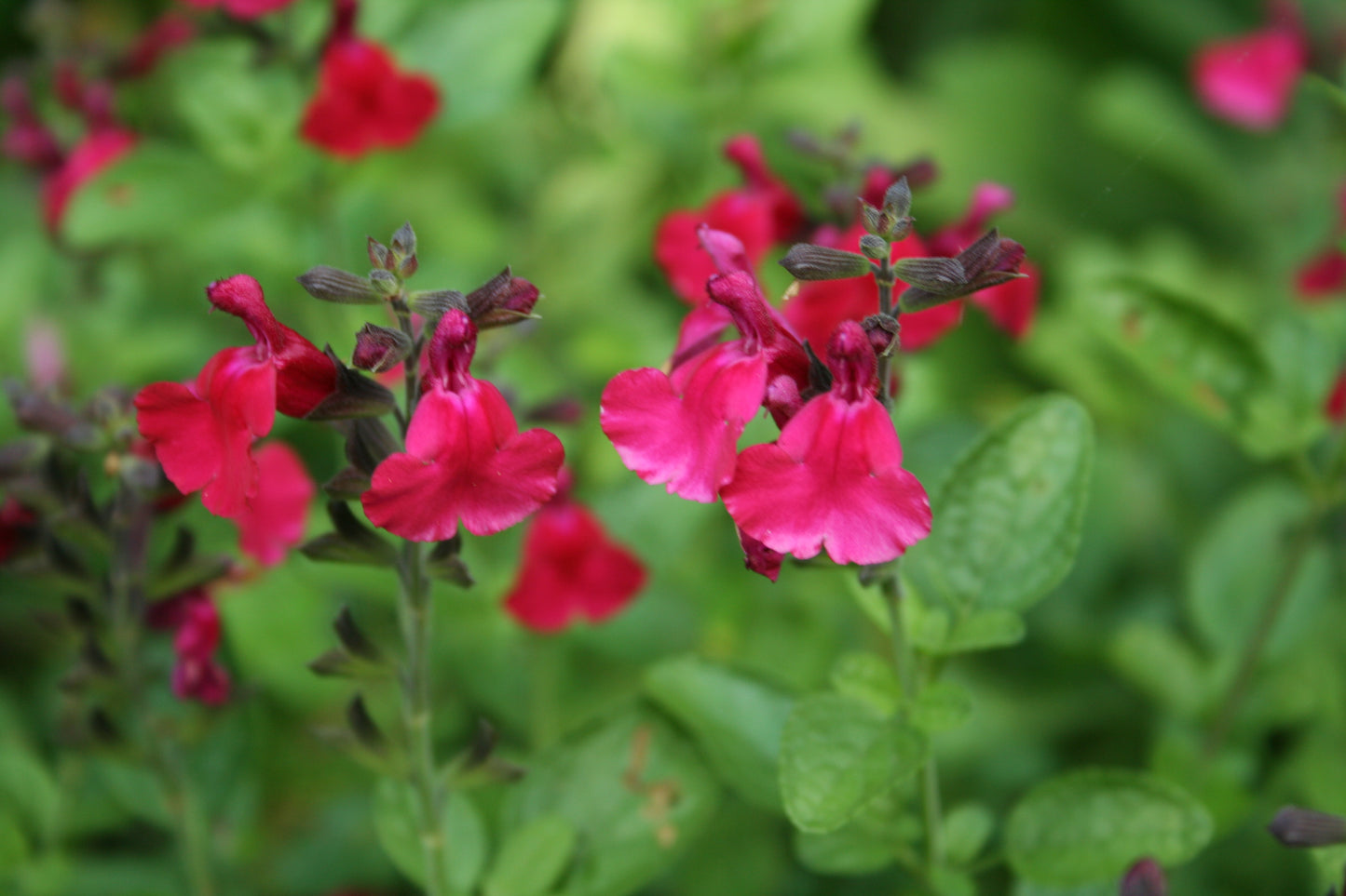 Salvia gregii 'Pink Raspberry Royal'