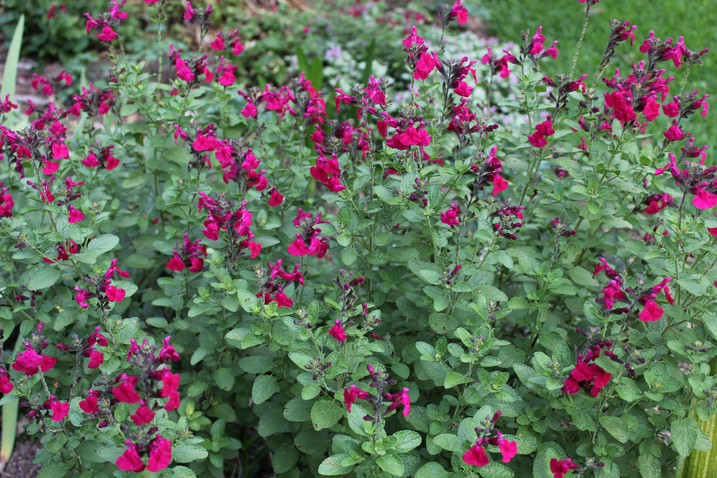 Salvia gregii 'Pink Raspberry Royal'