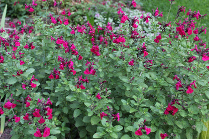 Salvia gregii 'Pink Raspberry Royal'