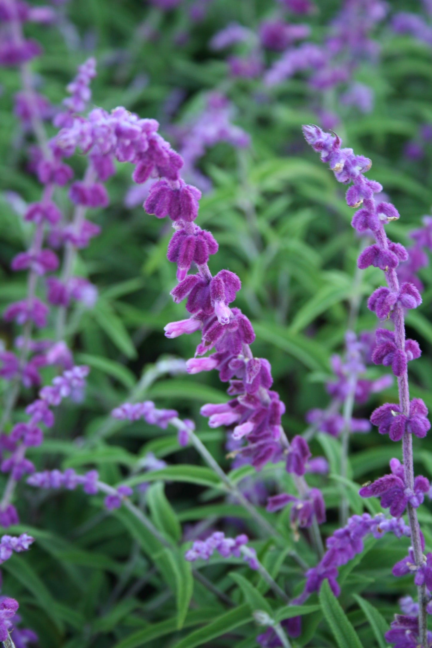 Salvia leucantha 'Santa Barbara' pbr