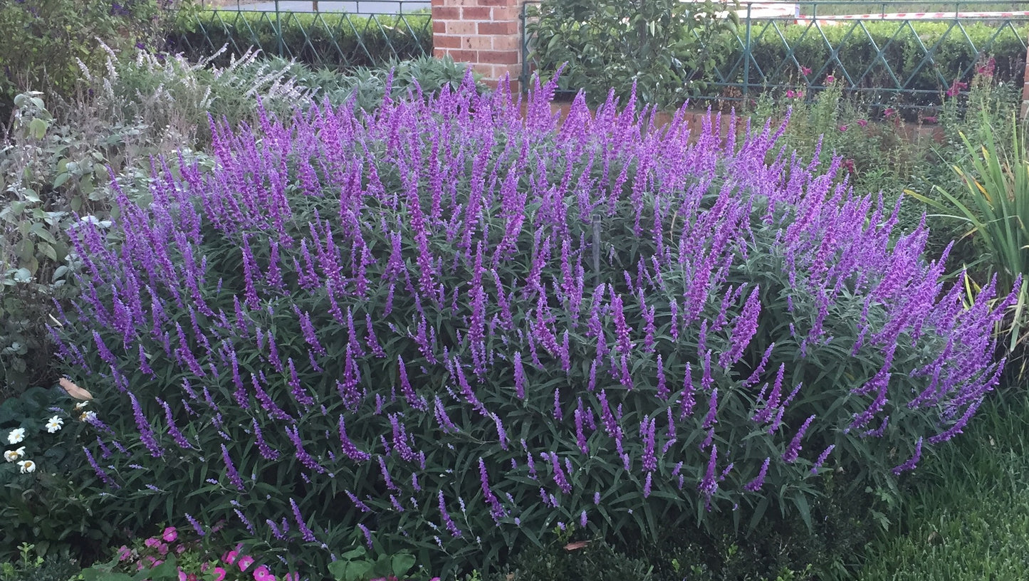 Salvia leucantha 'Santa Barbara' pbr