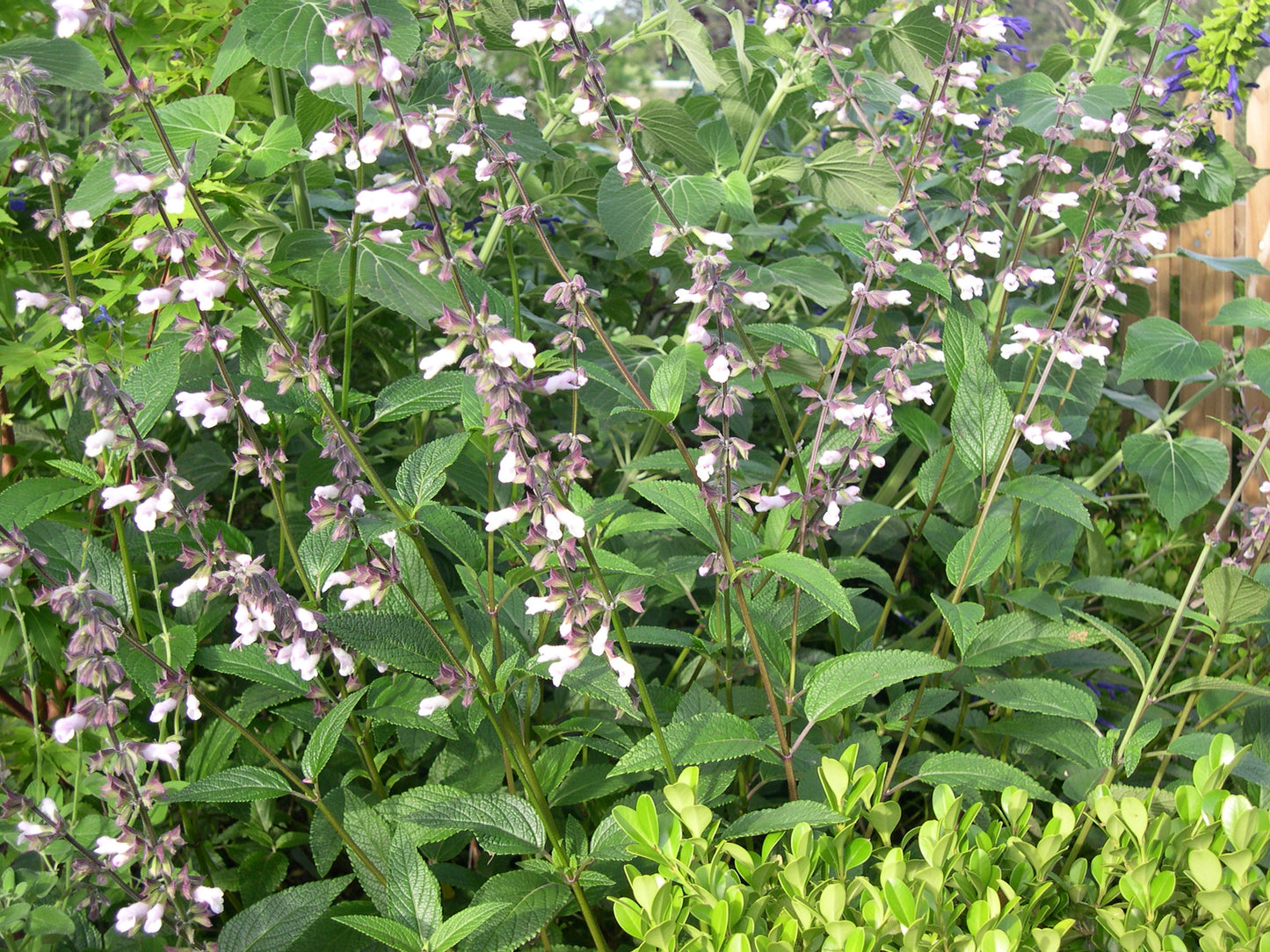 Salvia x hybrid 'Waverley'