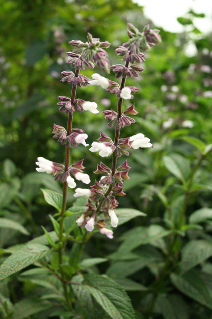 Salvia x hybrid 'Waverley'