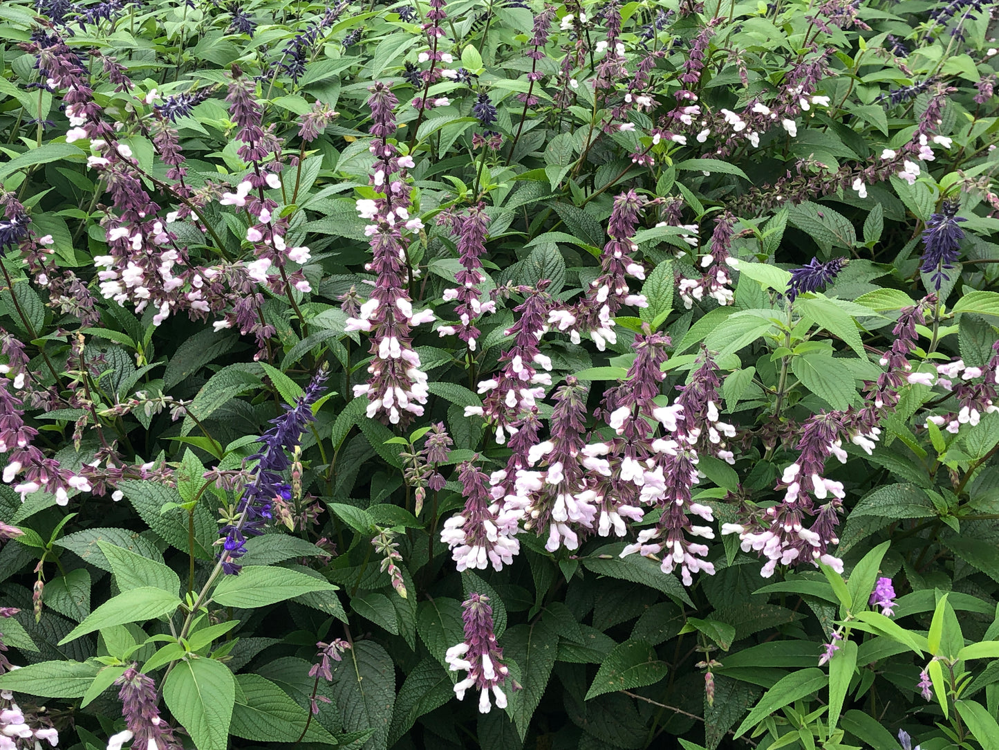 Salvia x hybrid 'Waverley'