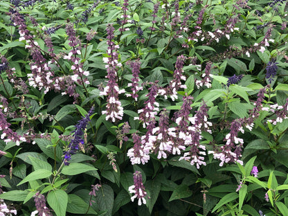 Salvia x hybrid 'Waverley'
