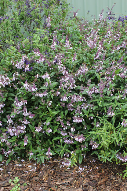 Salvia x hybrid 'Waverley'