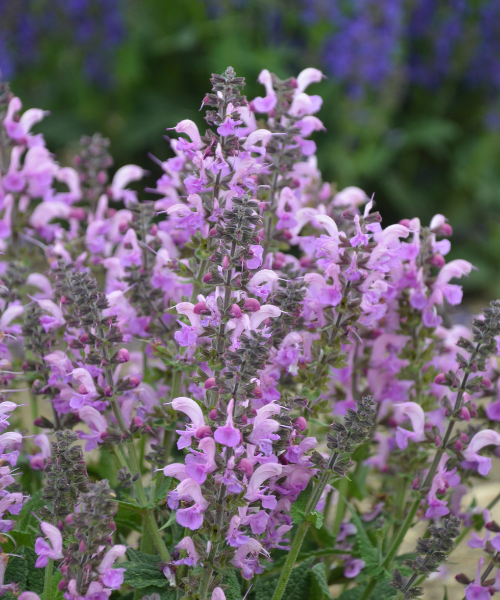 Salvia nemorosa x pratensis Fashionista 'Lilac Lipstick' - NEW COMING SOON