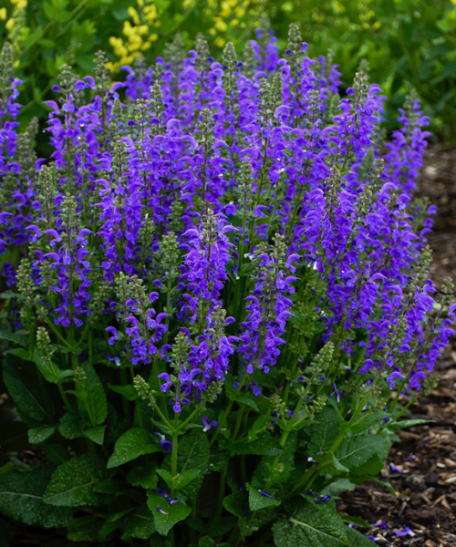 Salvia nemorosa x pratensis Fashionista 'Midnight Model' - NEW COMING SOON