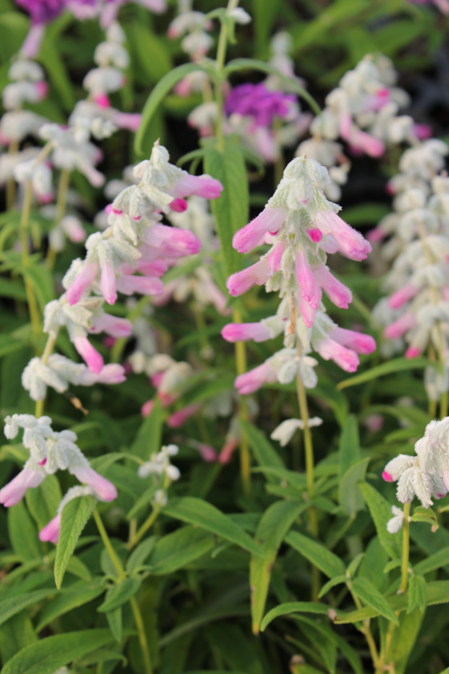 Salvia leucantha 'Pink'