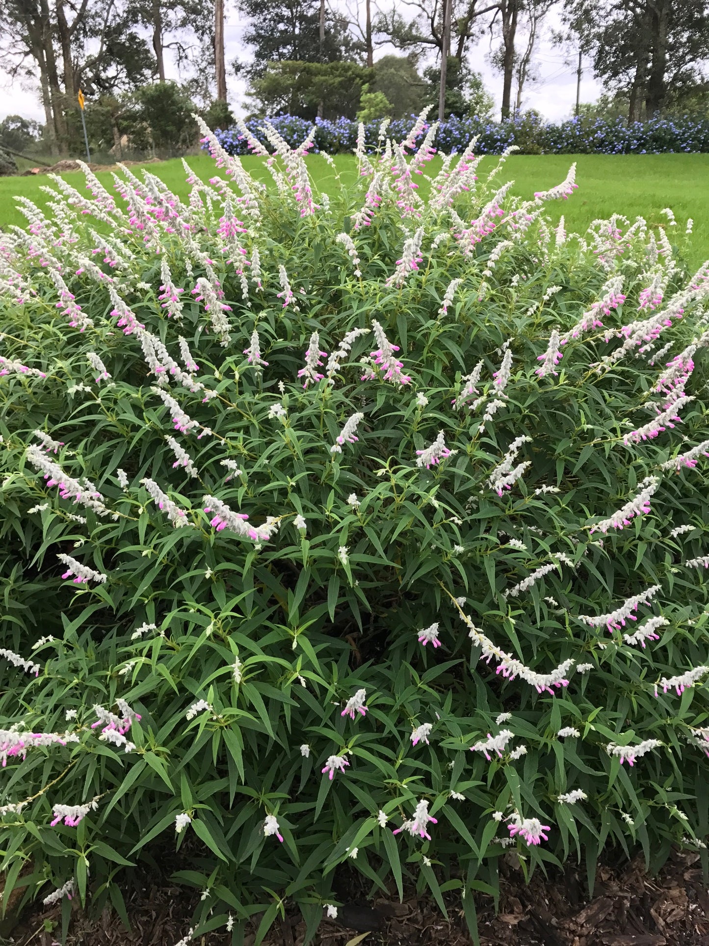 Salvia leucantha 'Pink'