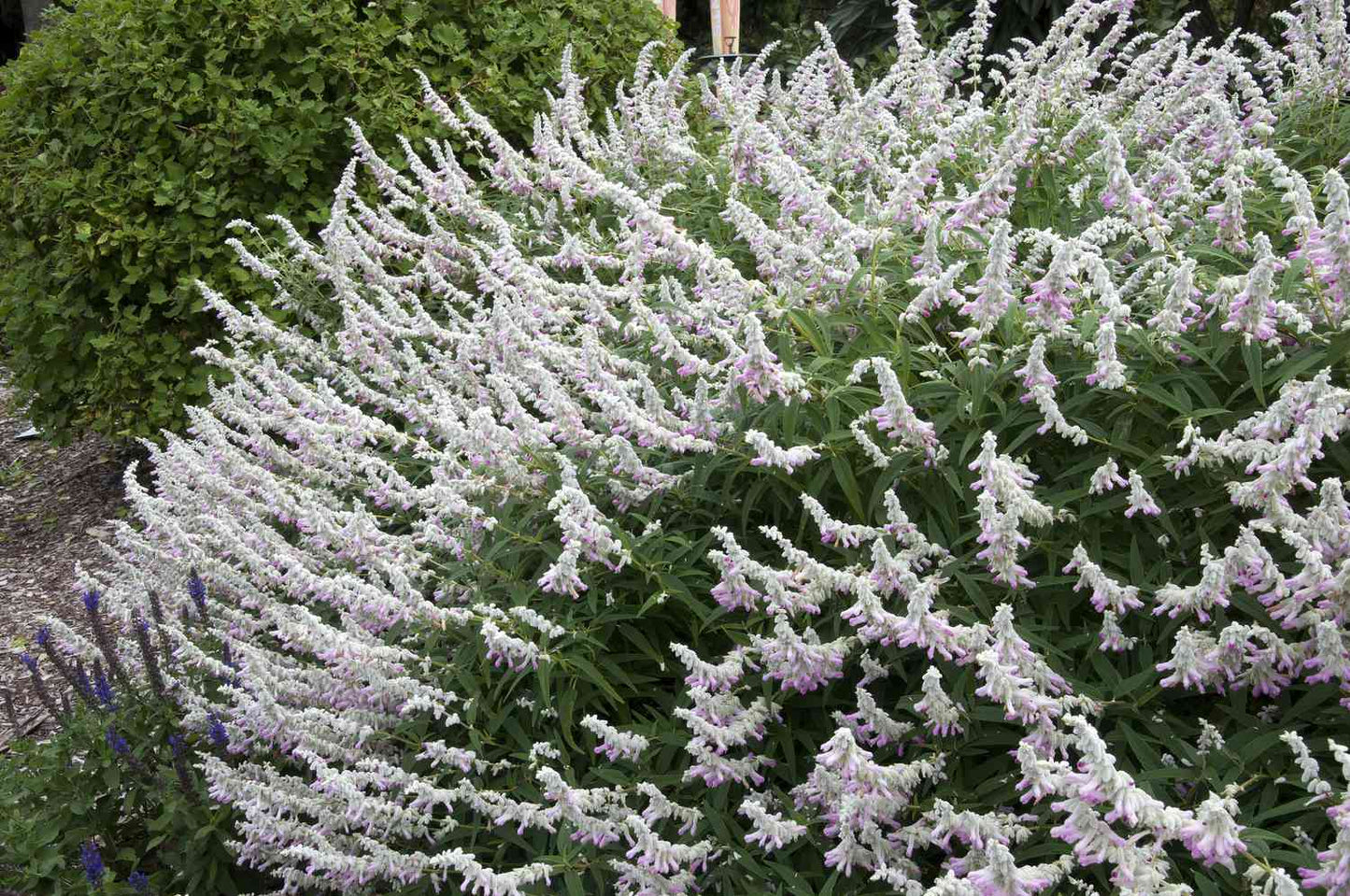 Salvia leucantha 'Pink'