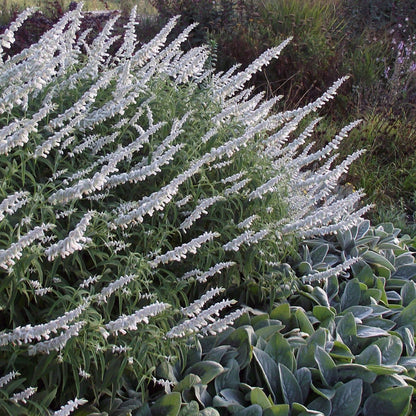 Salvia leucantha 'White'