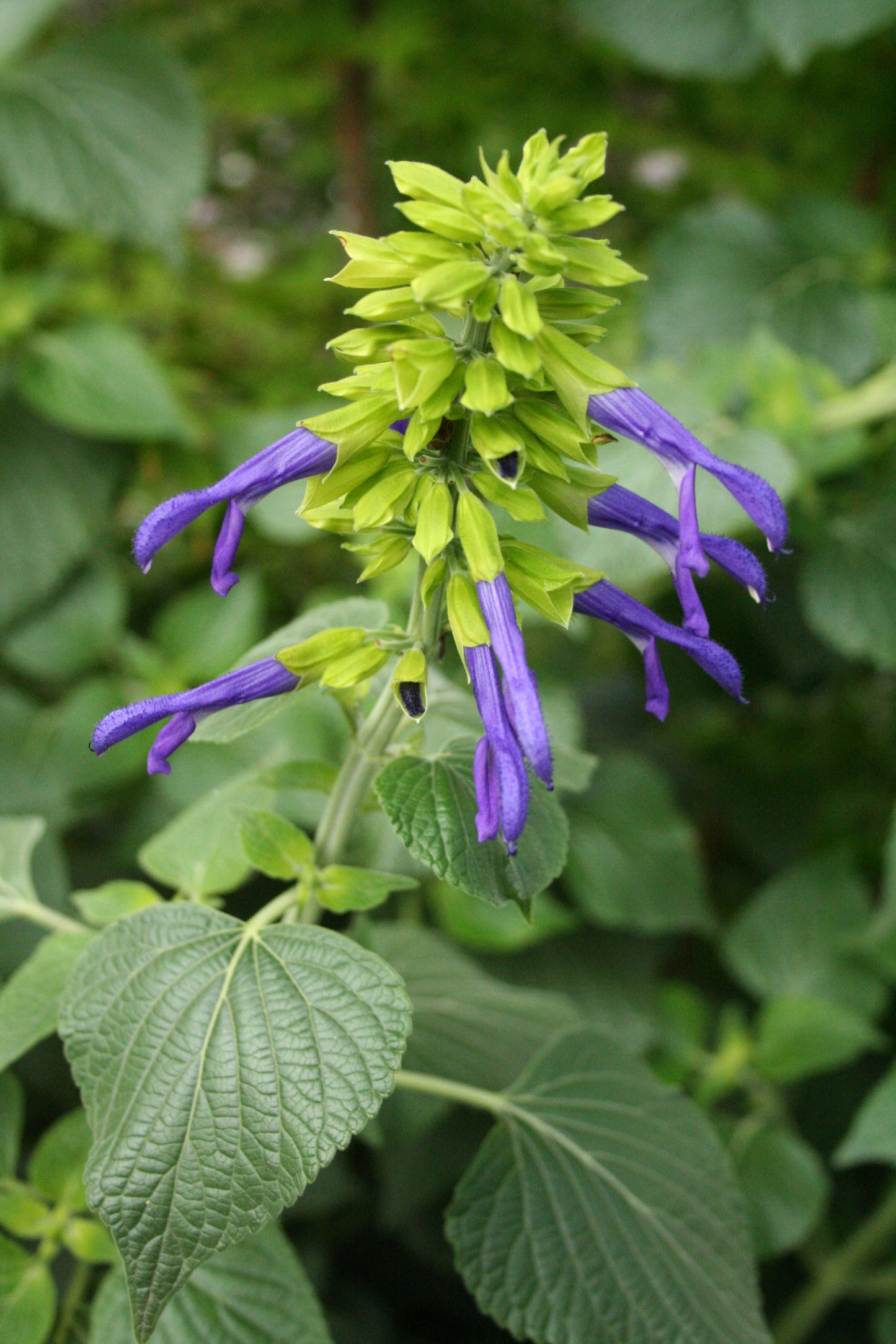 Salvia mexicana 'Limelight'