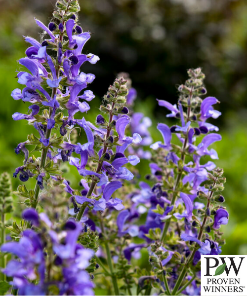 Salvia nemorosa 'Living Large Big Sky' - NEW