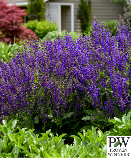 Salvia nemorosa x pratensis Fashionista 'Evening Attire' - BACK SPRING