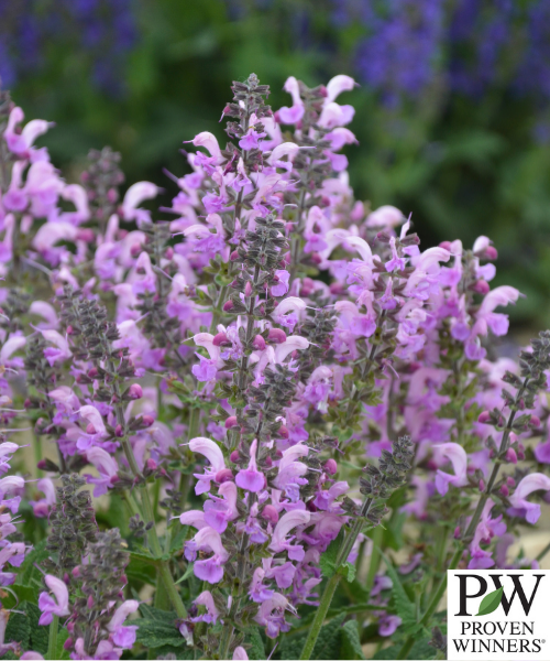 Salvia nemorosa x pratensis Fashionista 'Lilac Lipstick' - NEW