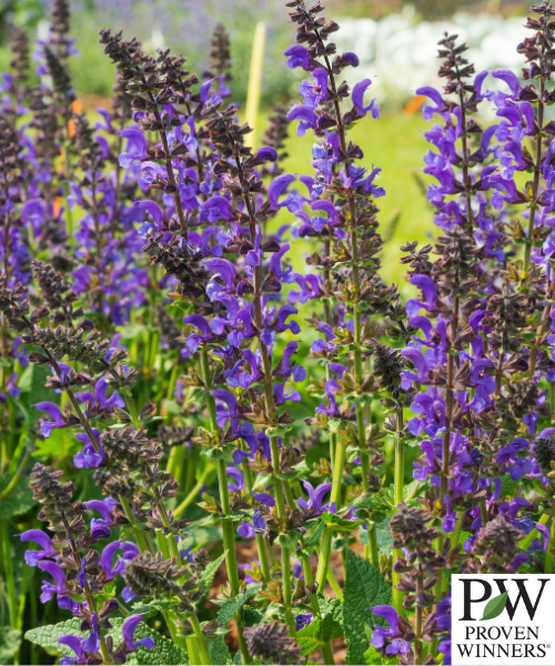Salvia nemorosa x pratensis Fashionista 'Midnight Model' - NEW