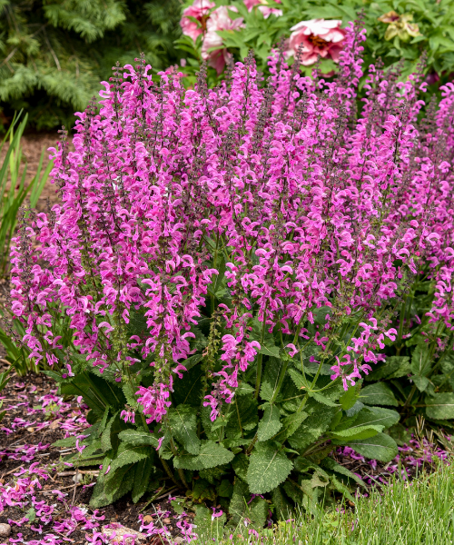 Salvia nemorosa x pratensis Fashionista 'Moulin Rouge' - NEW