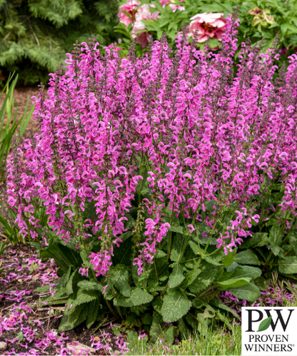 Salvia nemorosa x pratensis Fashionista 'Moulin Rouge'