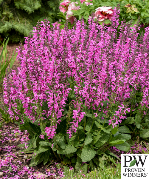 Salvia nemorosa x pratensis Fashionista 'Moulin Rouge'  - BACK SPRING