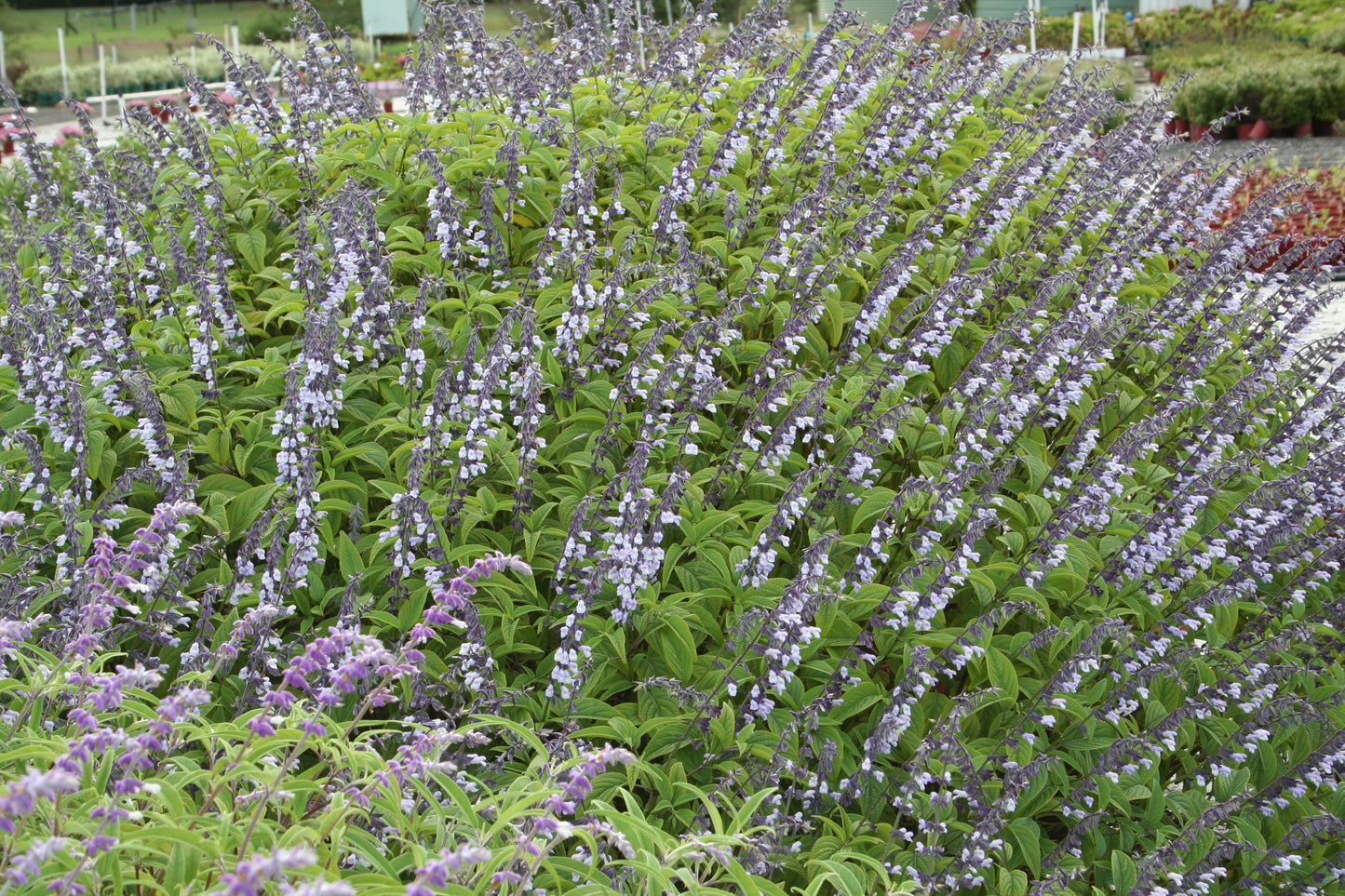 Salvia x hybrid 'Phyllis Fancy'