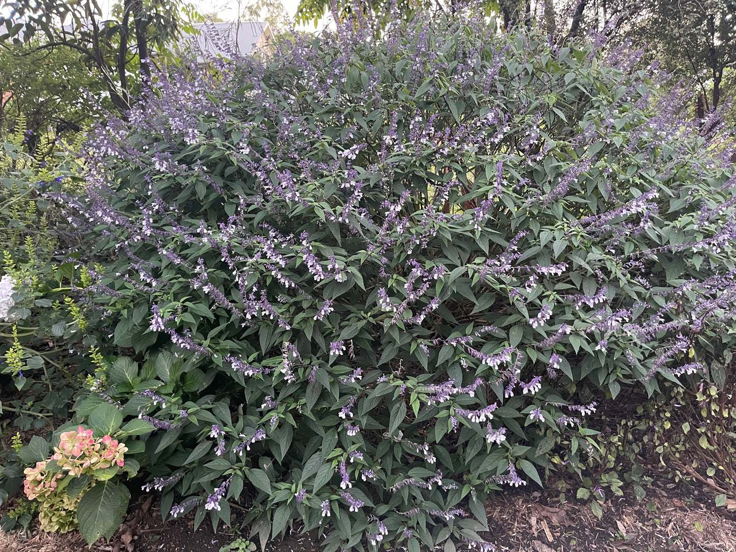 Salvia x hybrid 'Phyllis Fancy'