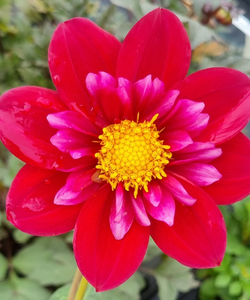 Dahlia variabilis 'Sam's Choice' - NEW MORE COMING EARLY 2026