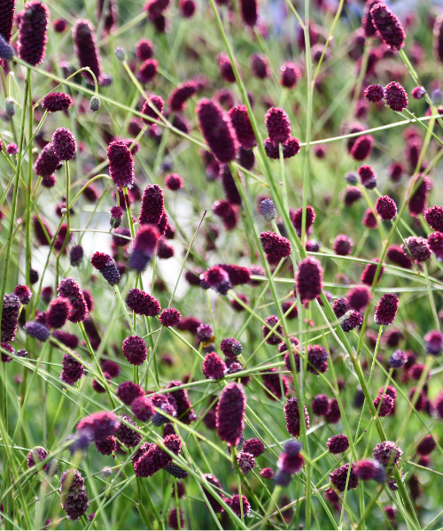 Sanguisorba officinalis 'Plum Drops' | Planters Patch