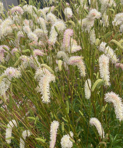 Sanguisorba hakusanensis 'White Brushes' - NEW