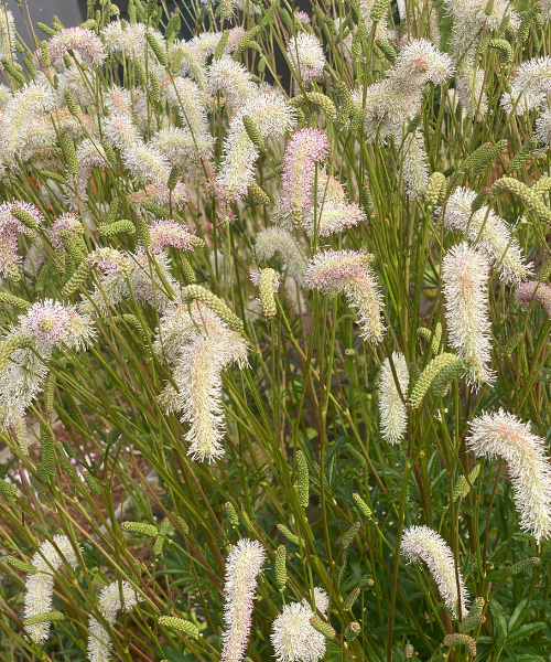 Sanguisorba hakusanensis 'White Brushes' - NEW