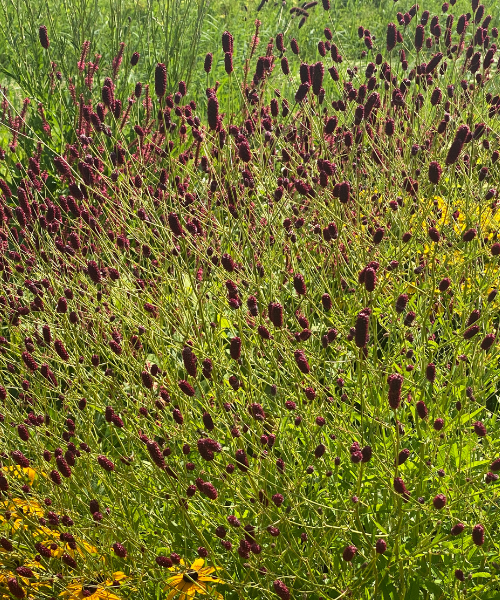 Sanguisorba officinalis 'Red Thunder' - NEW