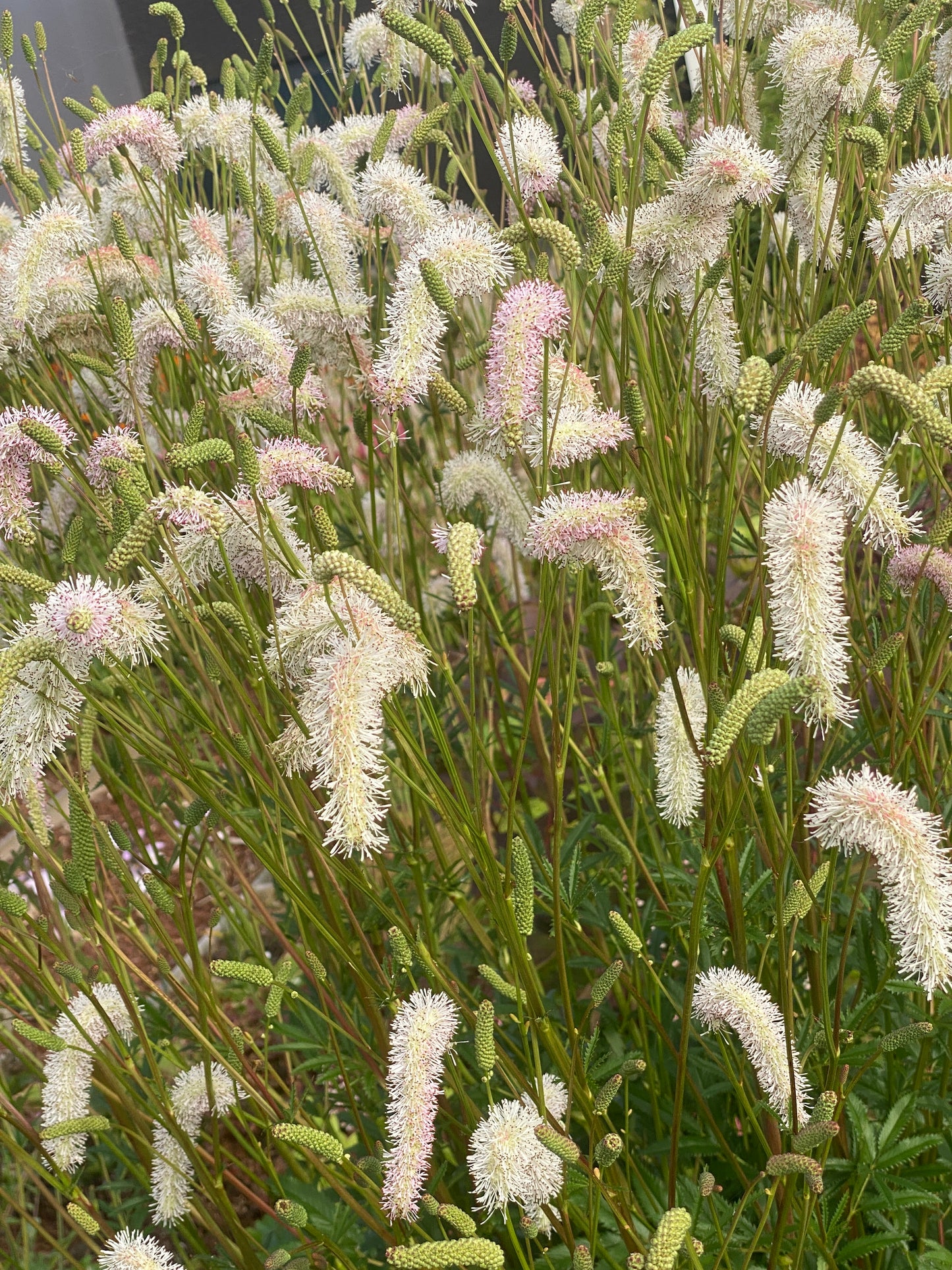 Sanguisorba hakusanensis 'White Brushes' - NEW